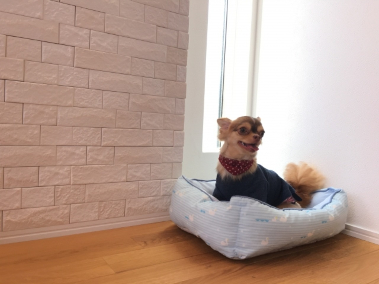 エコカラットを練馬区で施工したい方